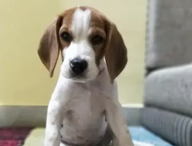 image_Deepak Sukhadia